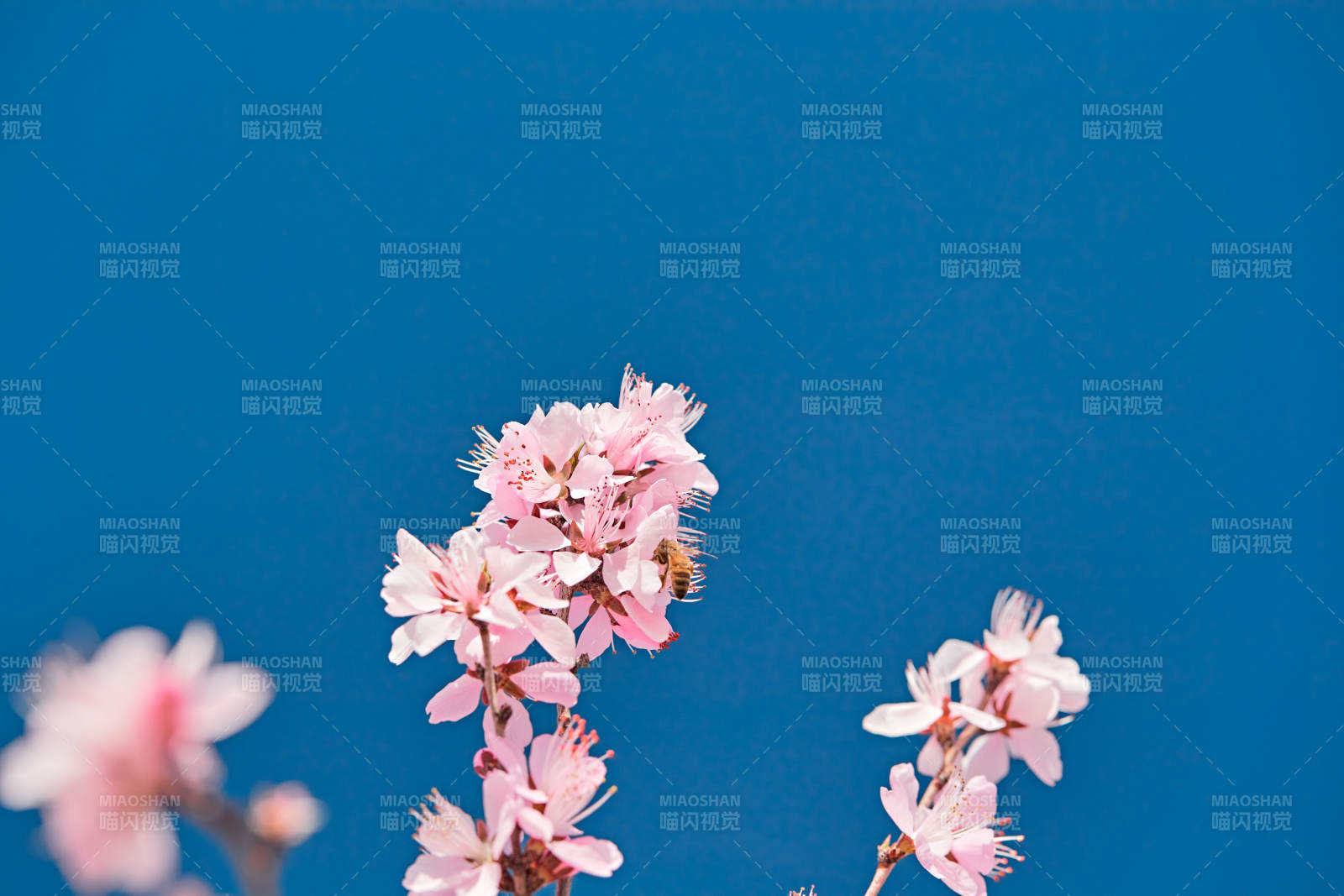 春天户外盛开的桃花图片