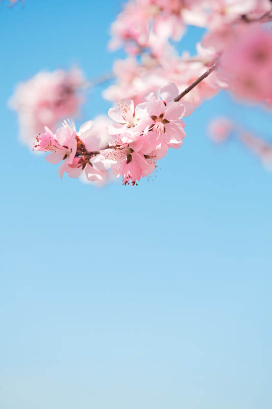 春天户外盛开的桃花图片