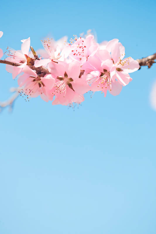 春天户外盛开的桃花图片