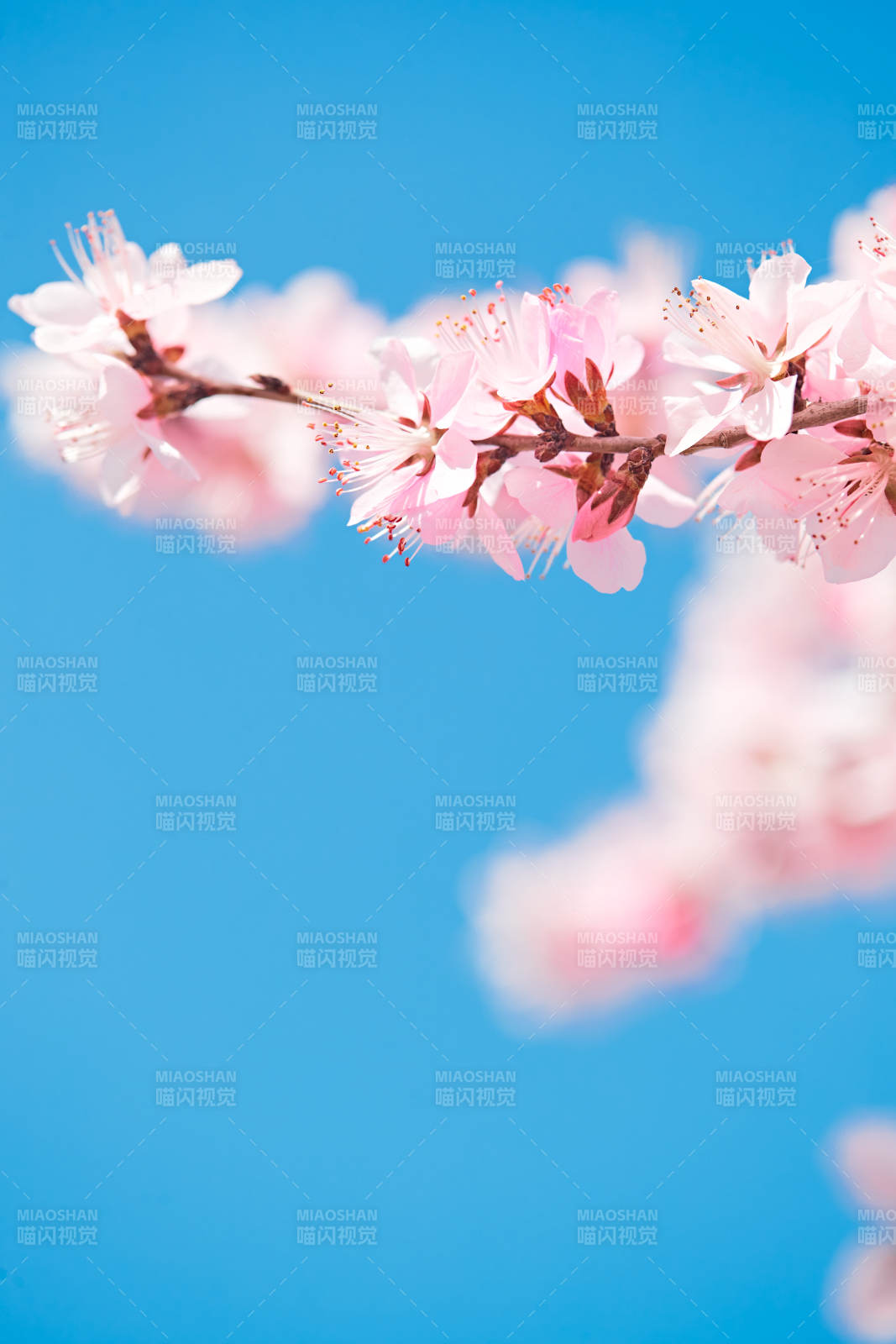 春天户外盛开的桃花图片