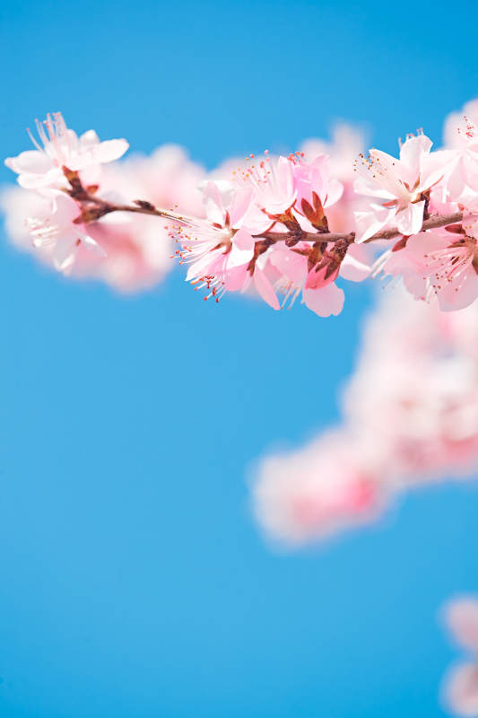 春天户外盛开的桃花图片