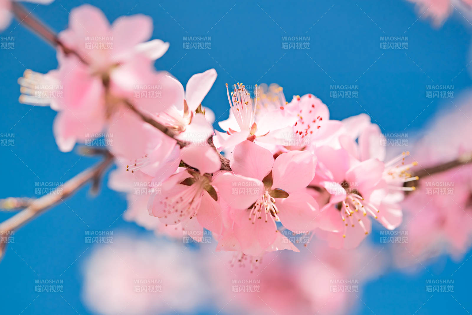 春天户外盛开的桃花图片