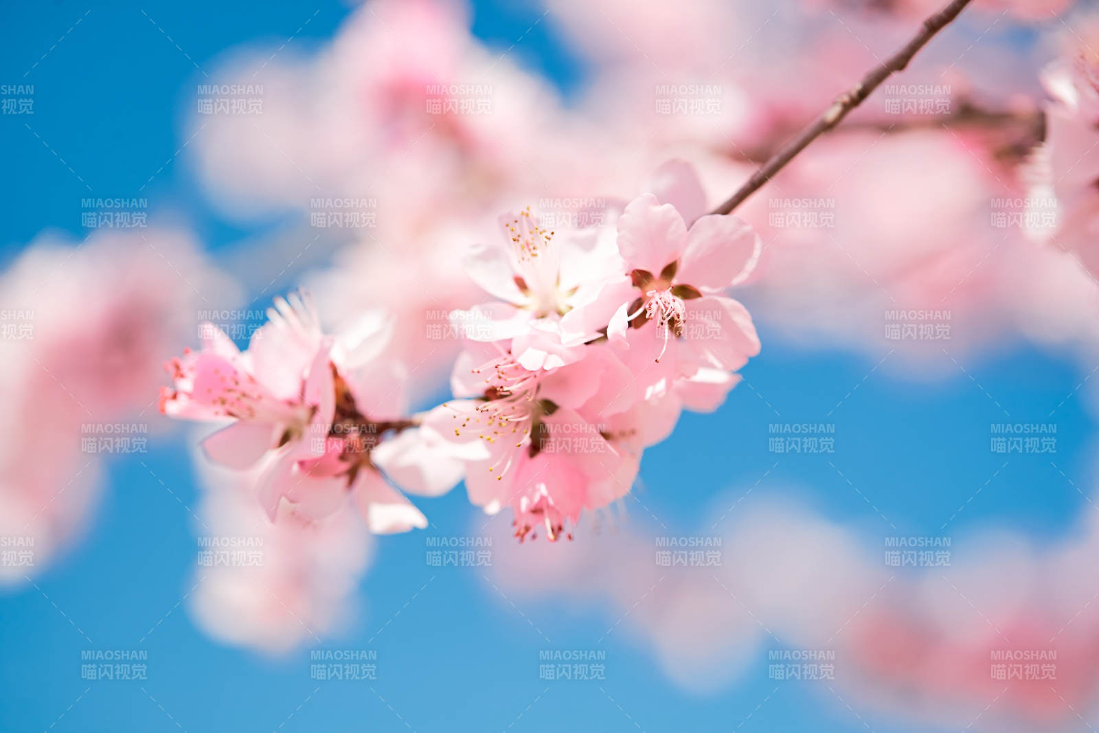 春天户外盛开的桃花图片