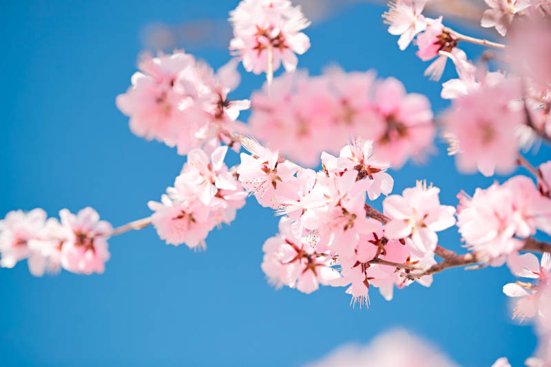 春天户外盛开的桃花图片