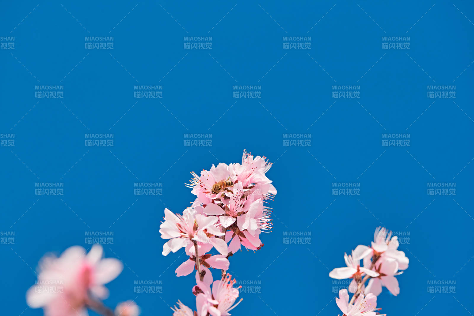 春天户外盛开的桃花图片