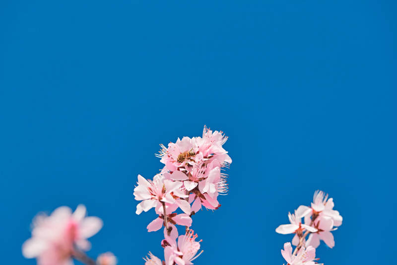 春天户外盛开的桃花图片