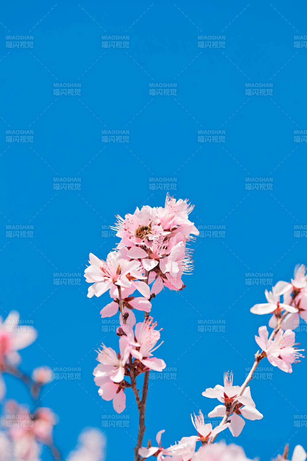 春天户外盛开的桃花图片