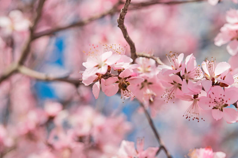 春天在盛开的桃花上忙碌的蜜蜂图片
