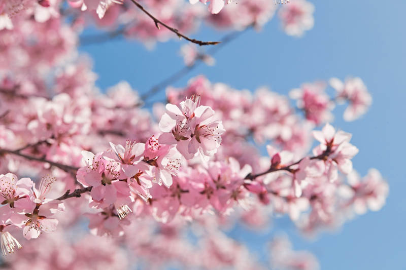 春天户外盛开的桃花图片