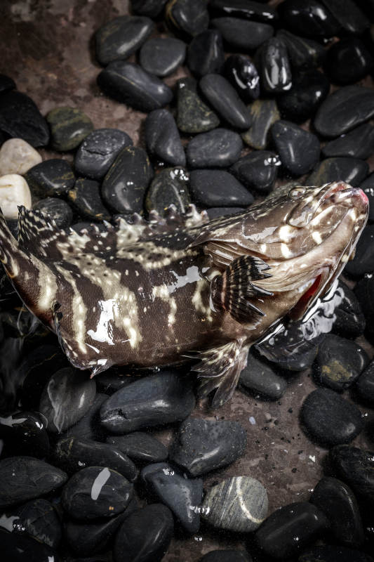 生猛的石斑鱼放在布满黑色鹅卵石的水中图片