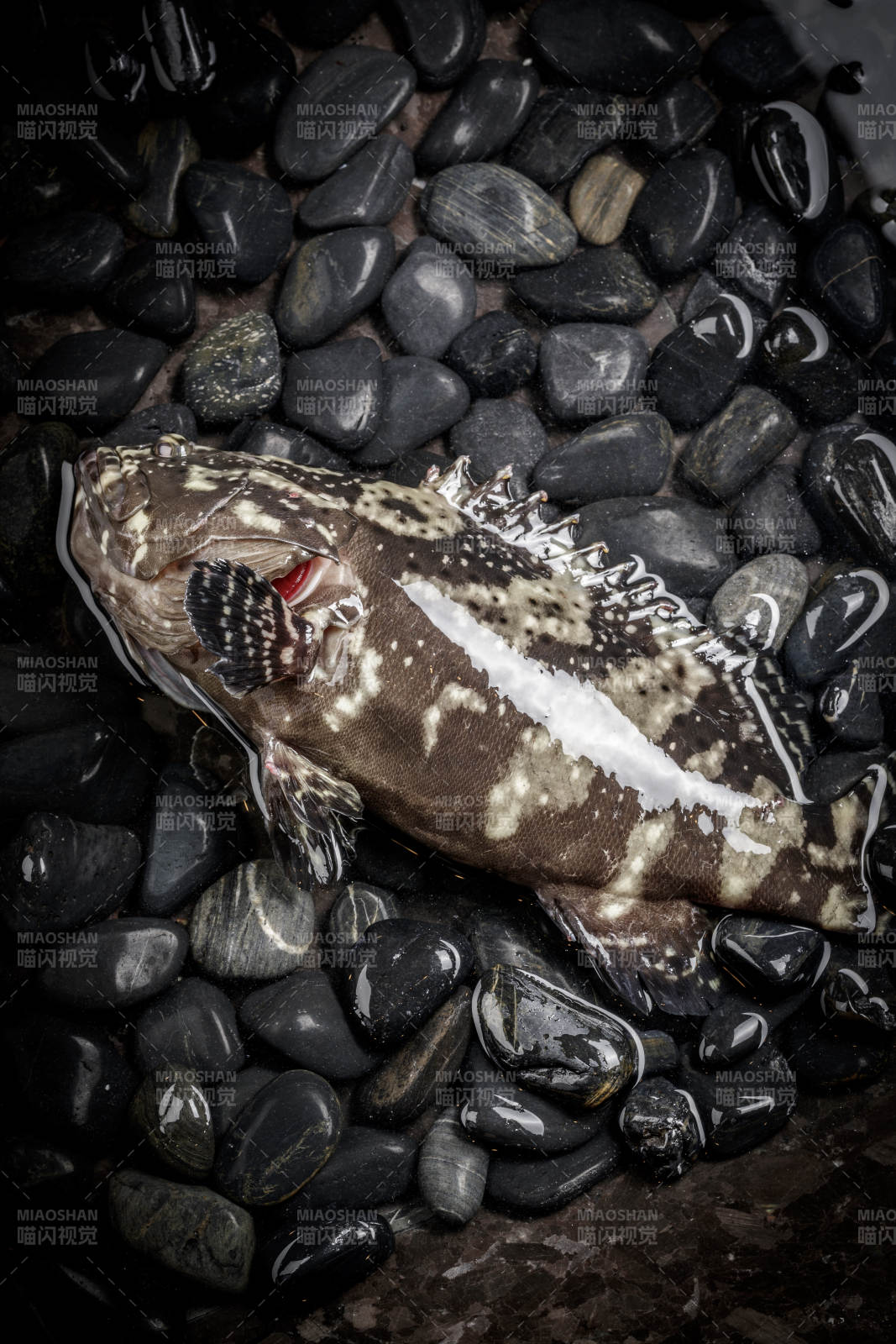 生猛的石斑鱼放在布满黑色鹅卵石的水中图片