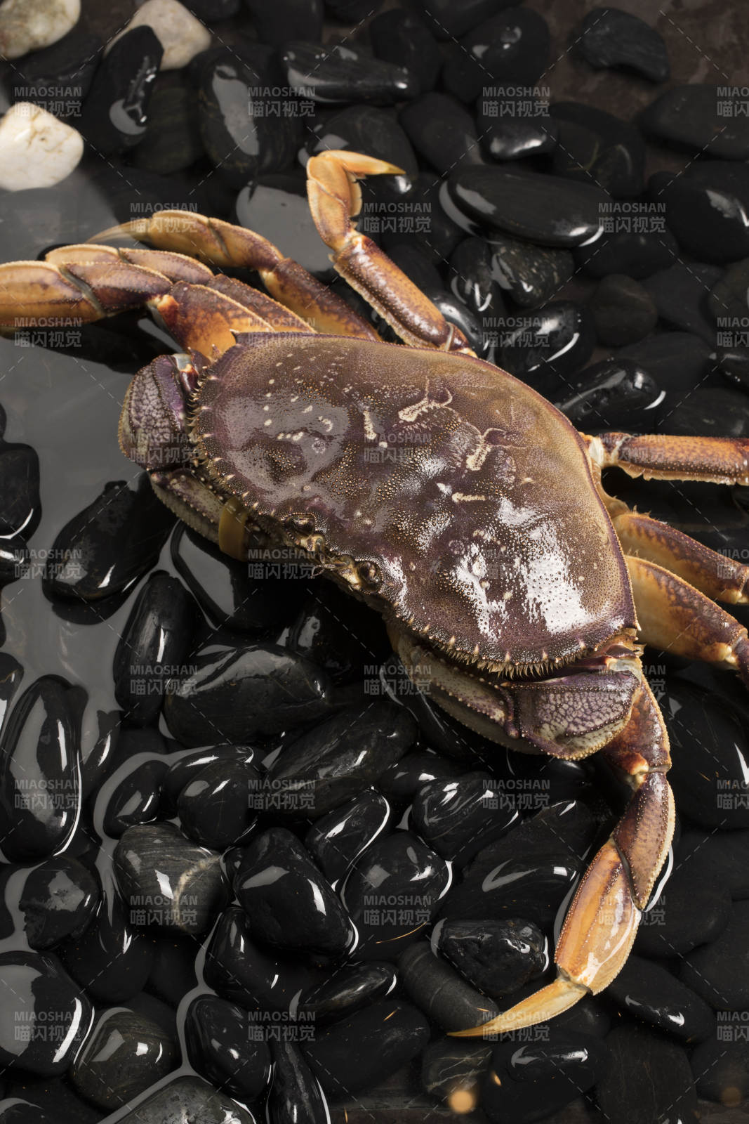 鲜活的珍宝蟹趴在布满黑色鹅卵石的水中图片