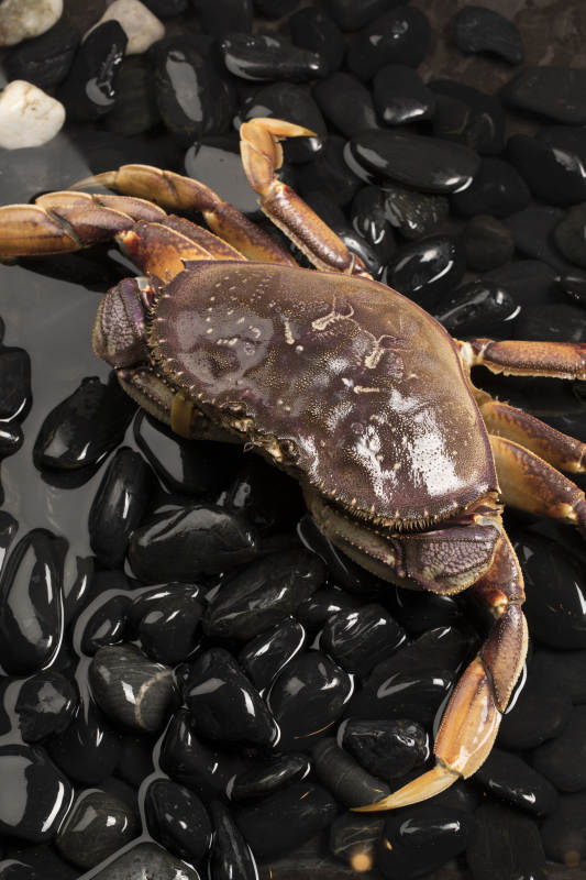 鲜活的珍宝蟹趴在布满黑色鹅卵石的水中图片