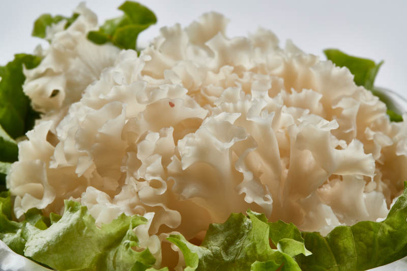 白色瓷餐具装的新鲜白木耳图片