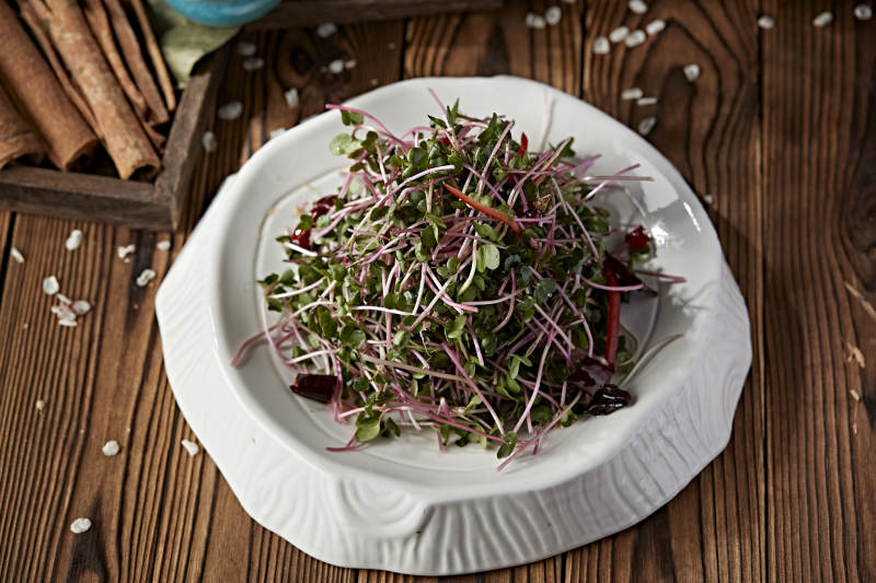 凉拌香椿苗黑豆苗图片