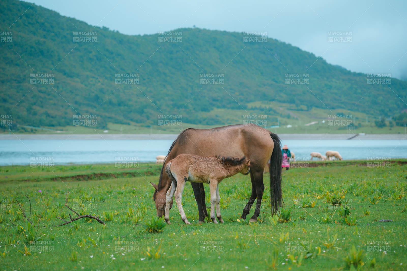 母马与小马在草原图片