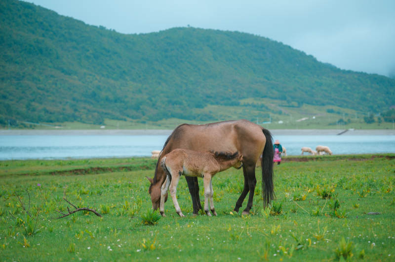 母马与小马在草原图片