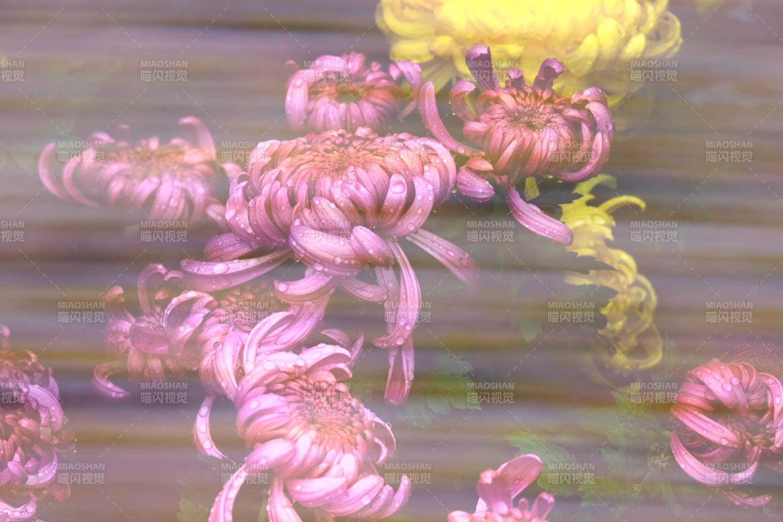 秋菊绽放水中影图片