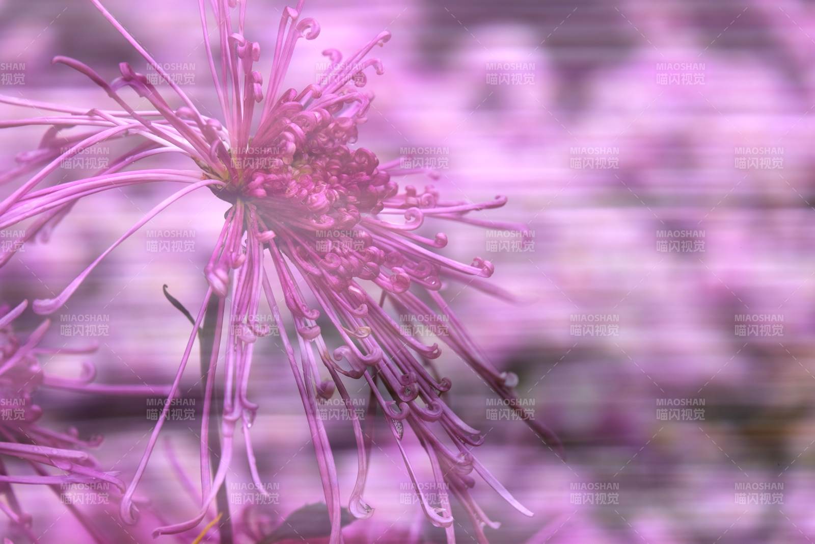 粉红花海绽放图片