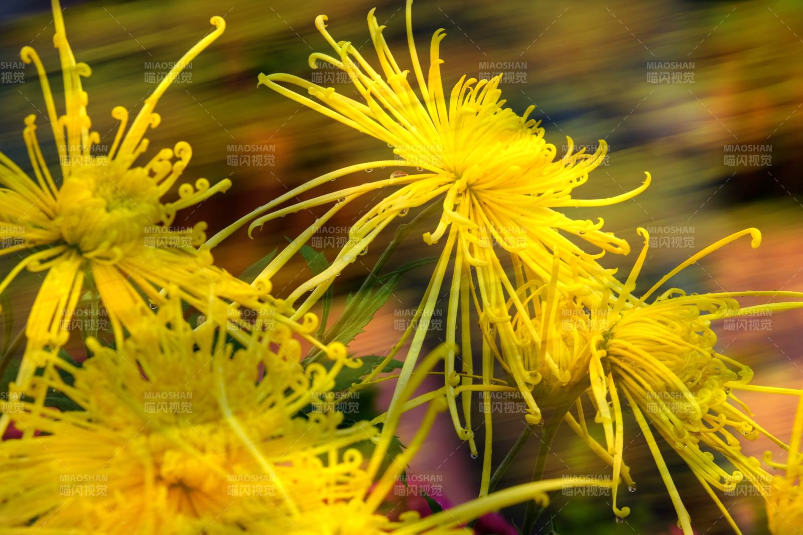 金丝菊绽放图片