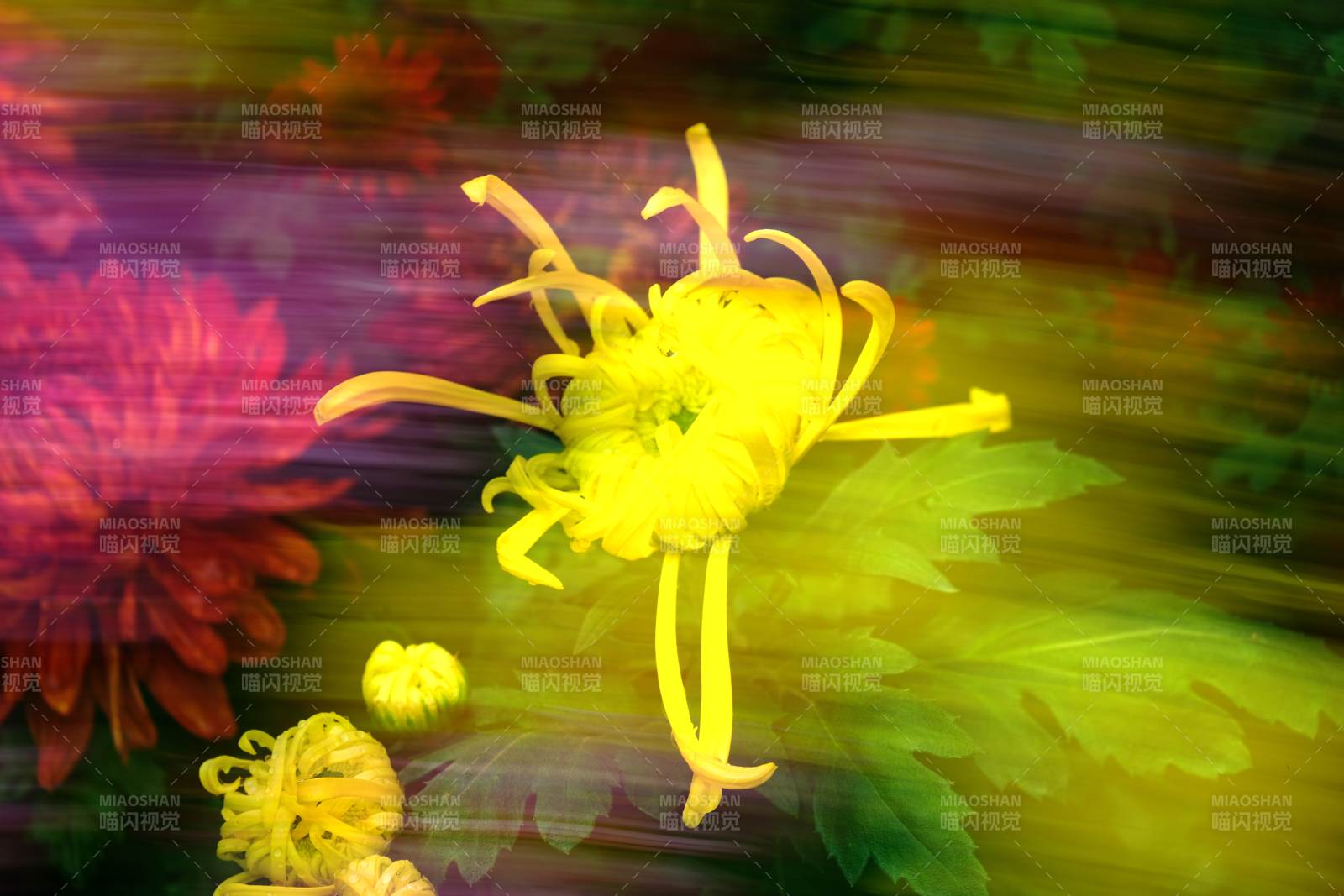 黄花绽放 色彩斑斓图片