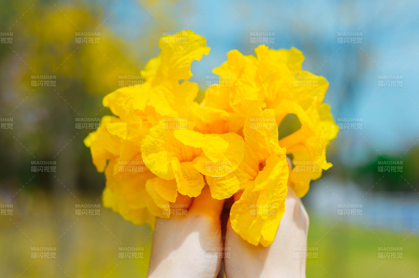 手捧金黄花束图片