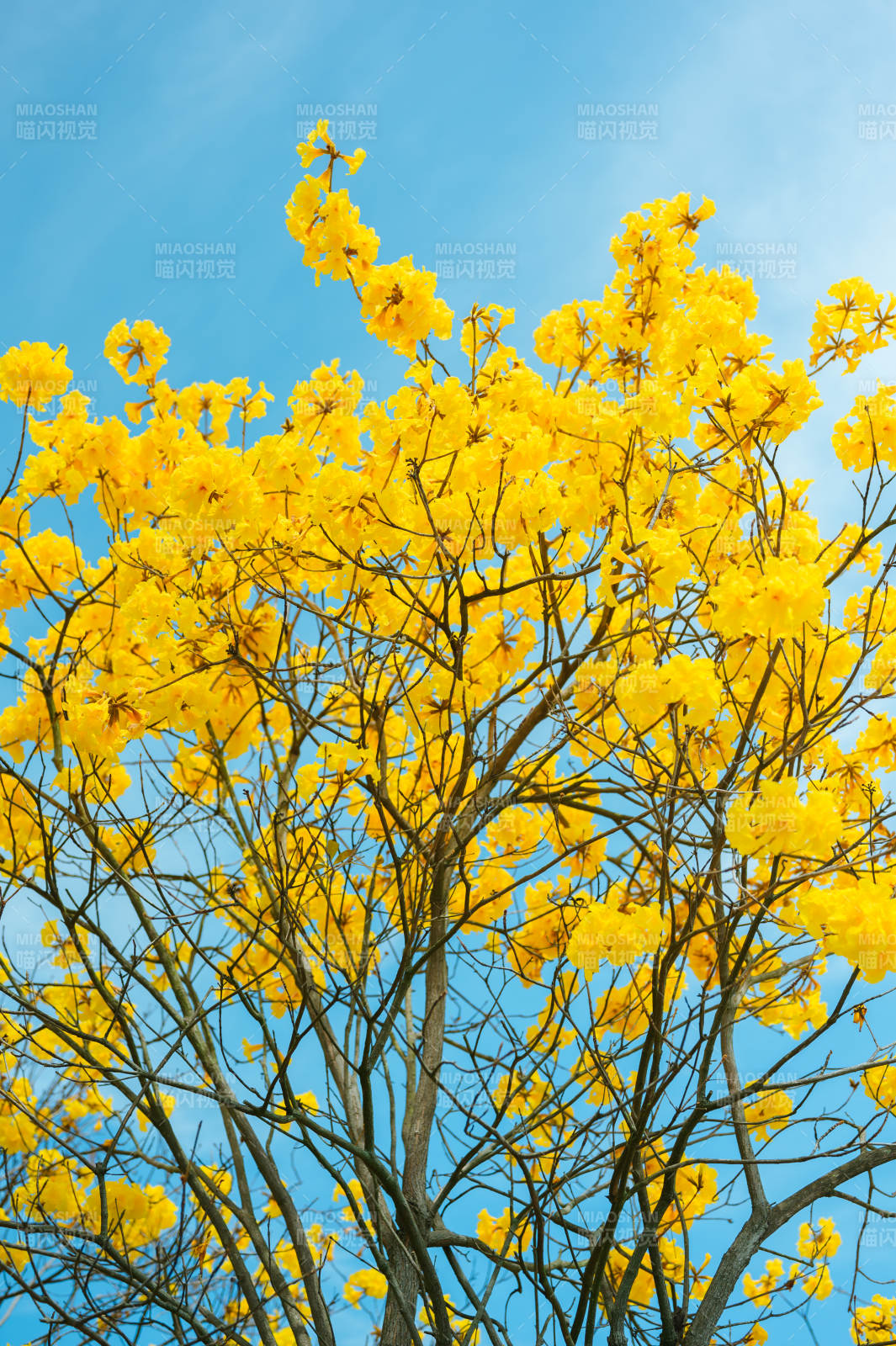 黄花绽放蓝天图片