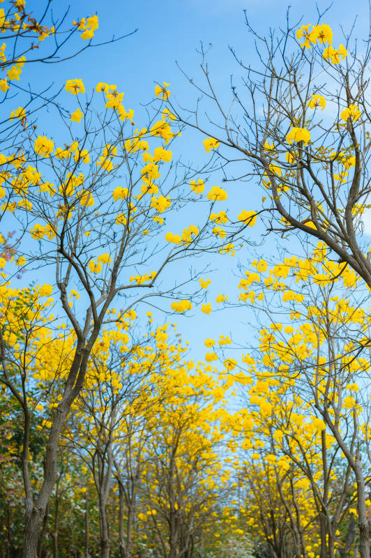 黄花满枝春意浓。图片