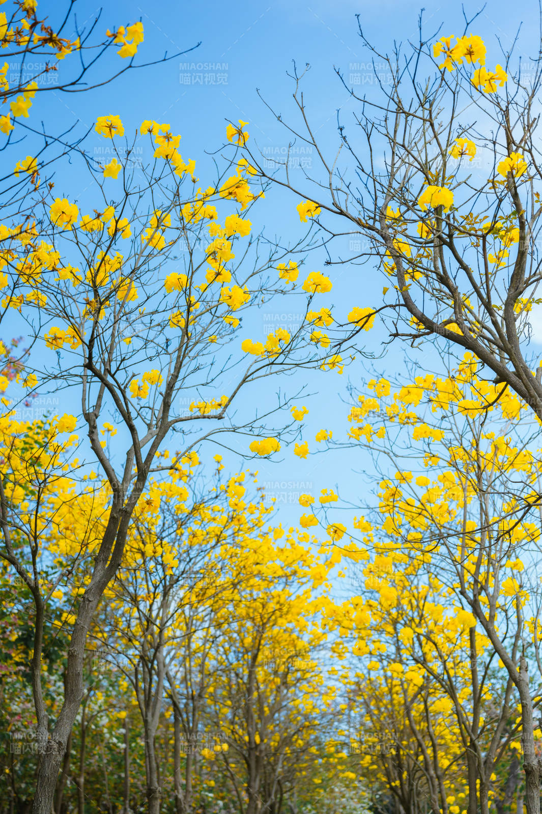 黄花满枝春意浓。图片