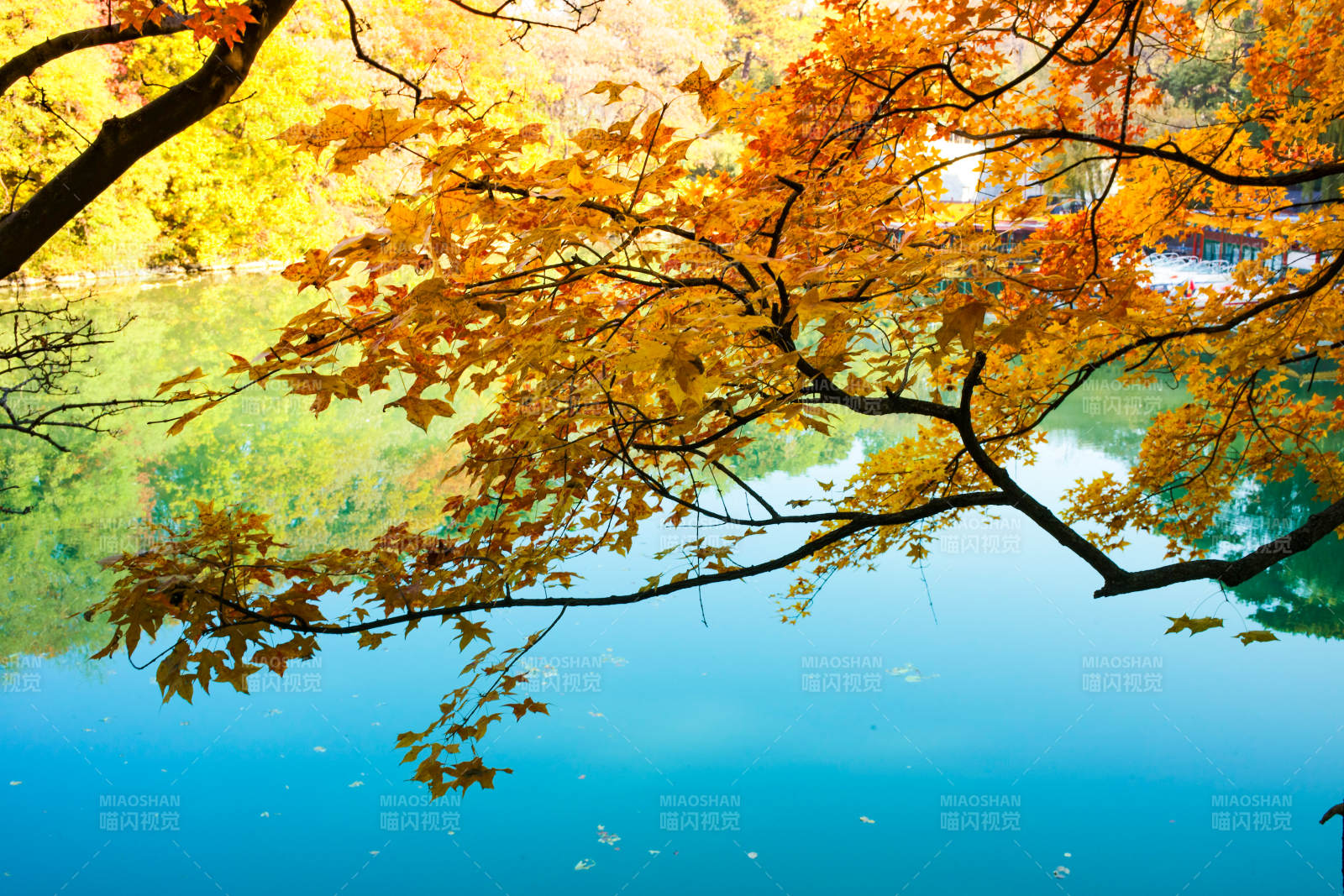 秋叶映湖图片