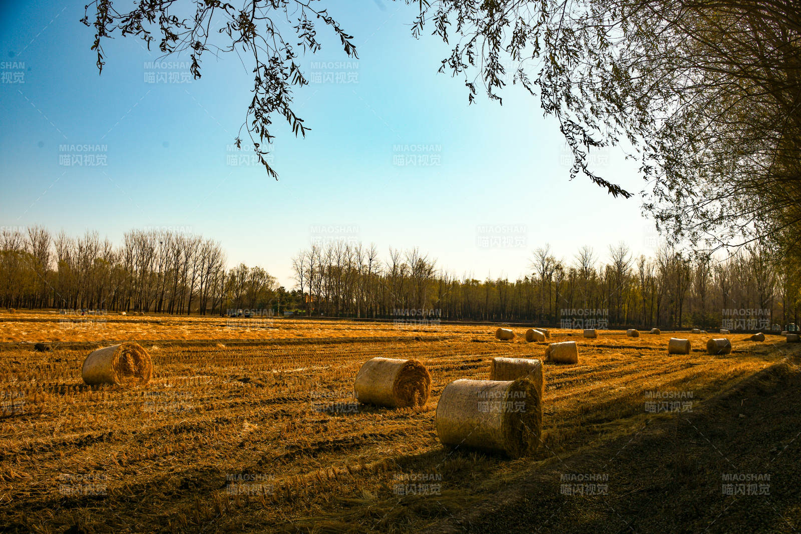 北京海淀稻香花海—金秋田野草垛图片