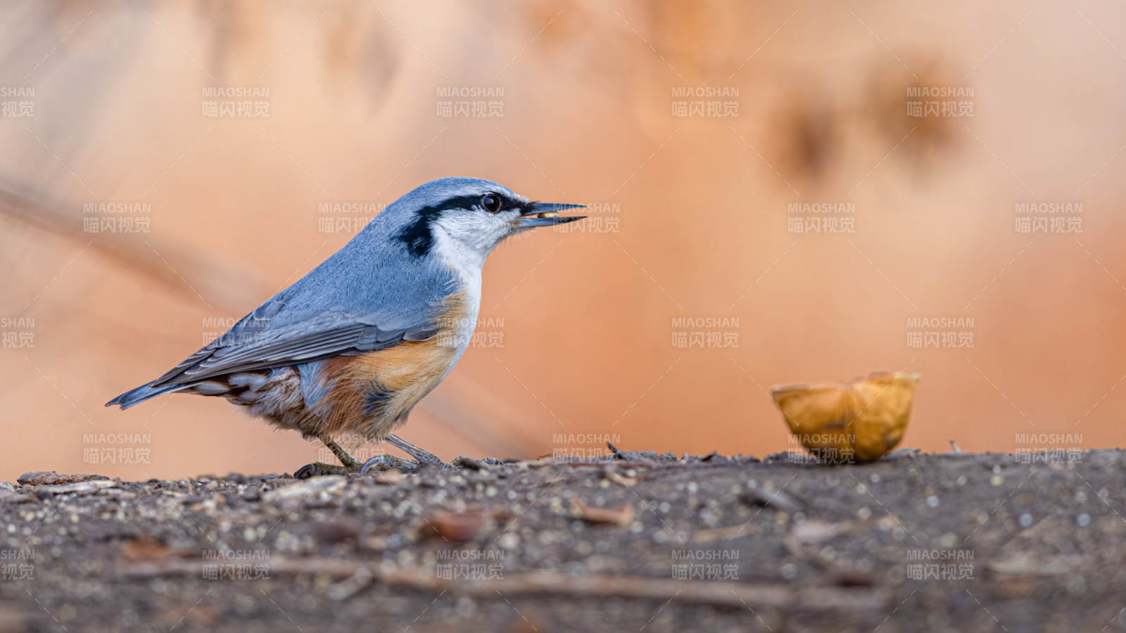 蓝䴓觅食图图片