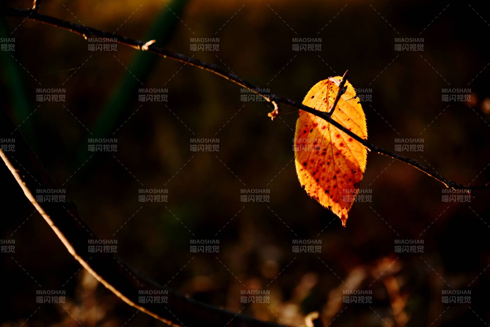 秋叶静挂枝头图片