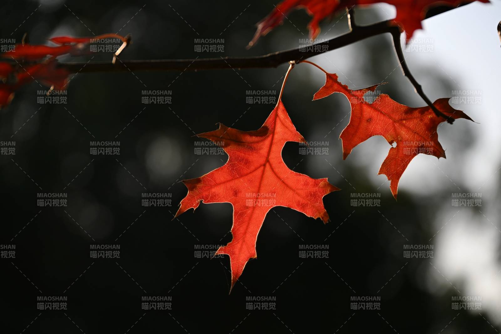 秋叶红透枝头图片