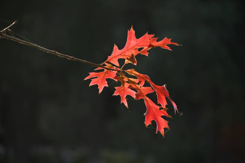 秋叶红艳枝头图片