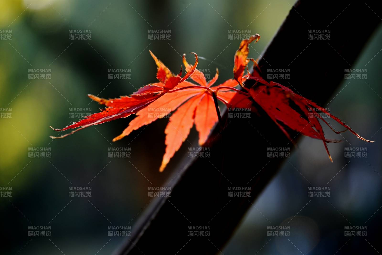 红叶映枝头图片