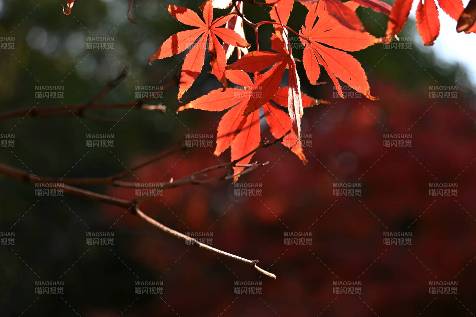 秋枫红叶映枝头图片
