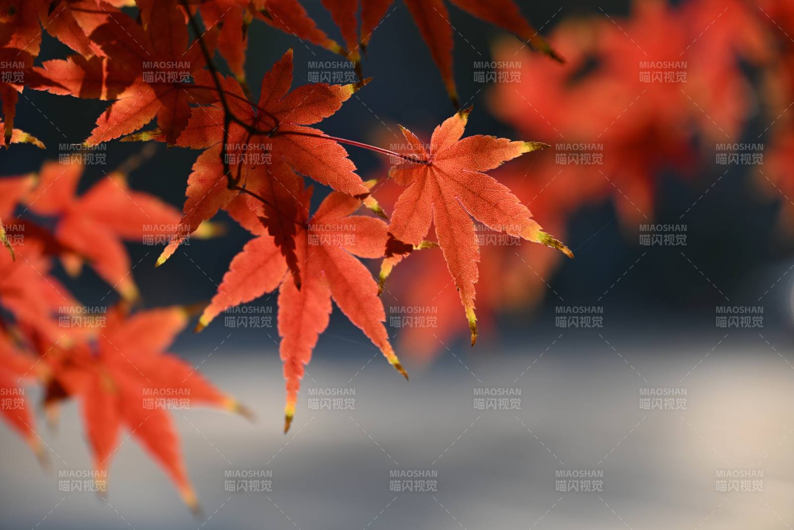 秋枫红叶映水图片