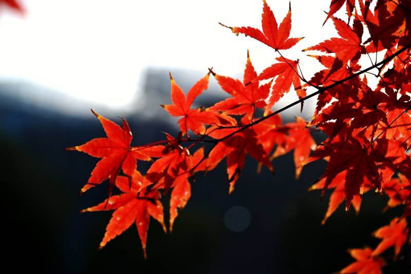 红枫映秋山图片