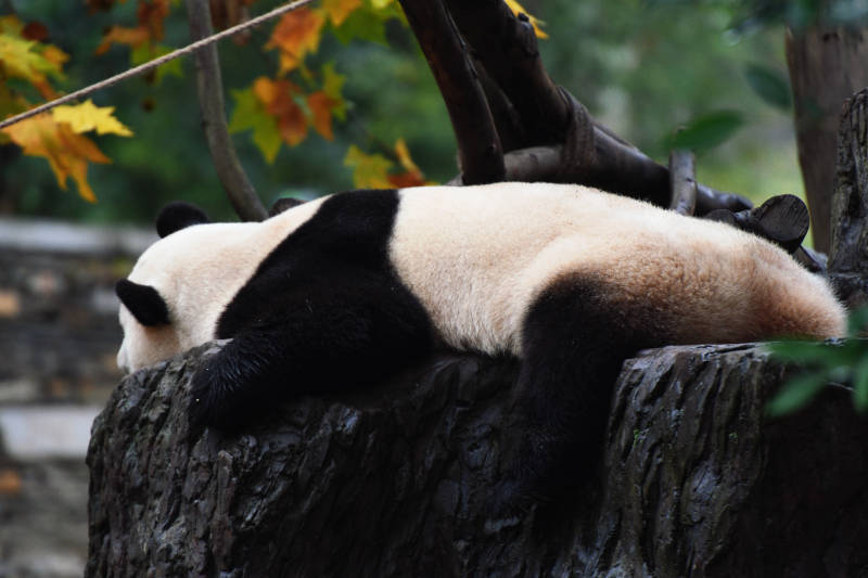熊猫树上休憩图片