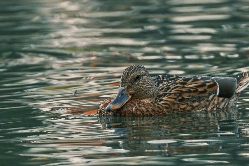 鸭子水中游图片