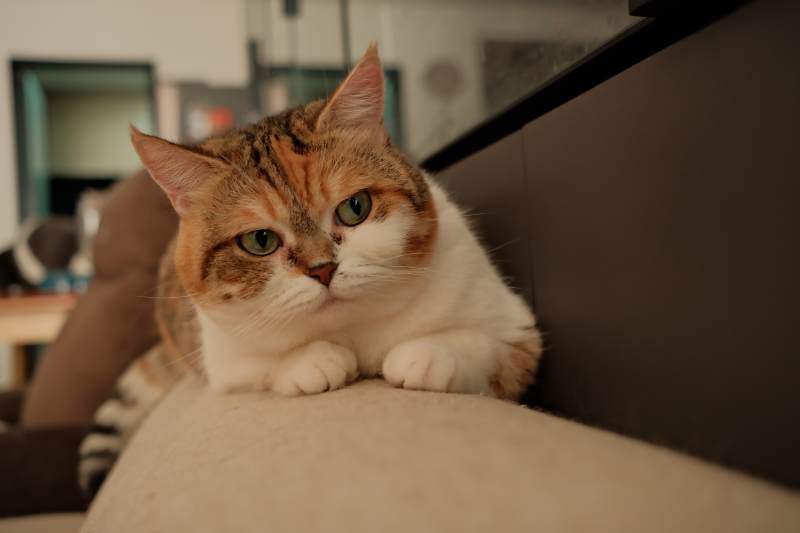 猫咪静卧沙发图片