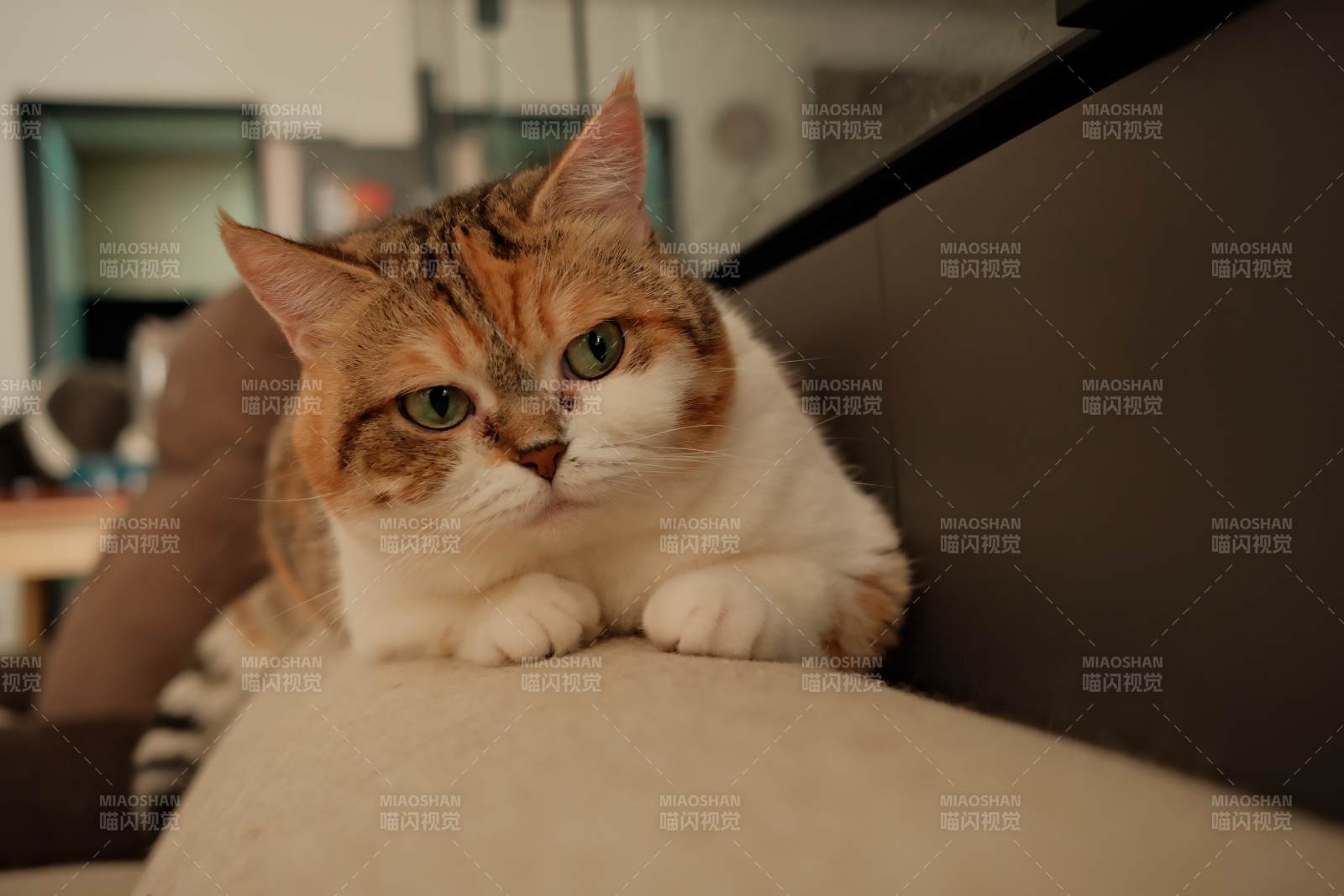 猫咪静卧沙发图片