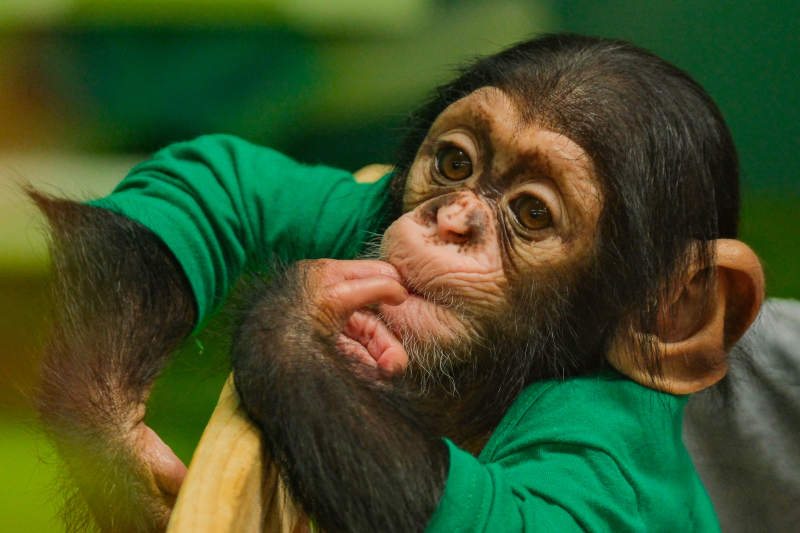 穿绿衣的猴子图片