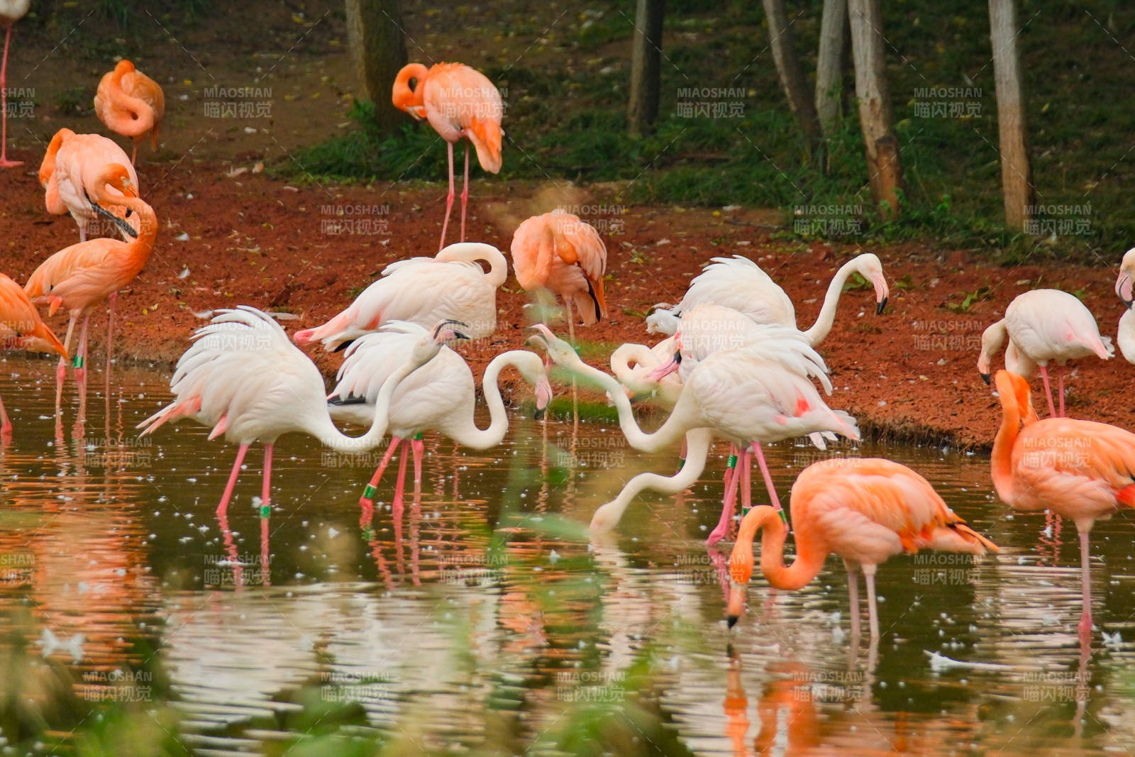 粉红火烈鸟群栖水边图片
