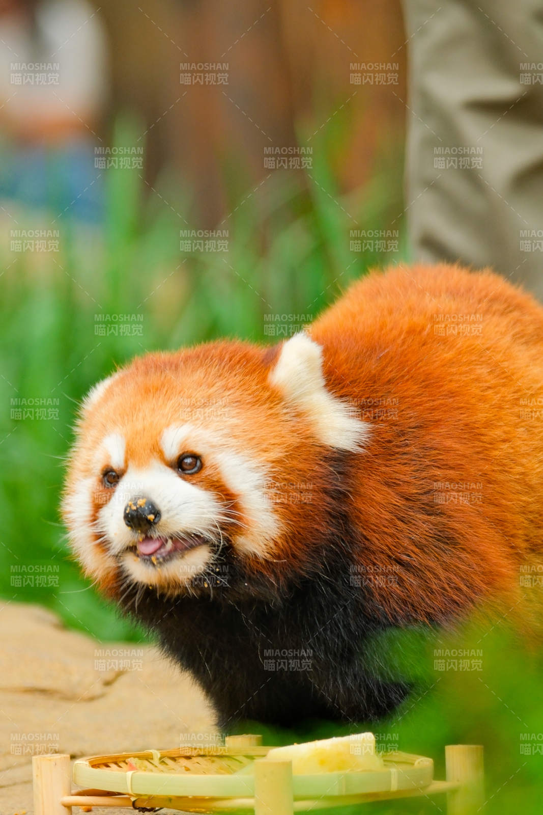 红熊猫啃食竹子图片