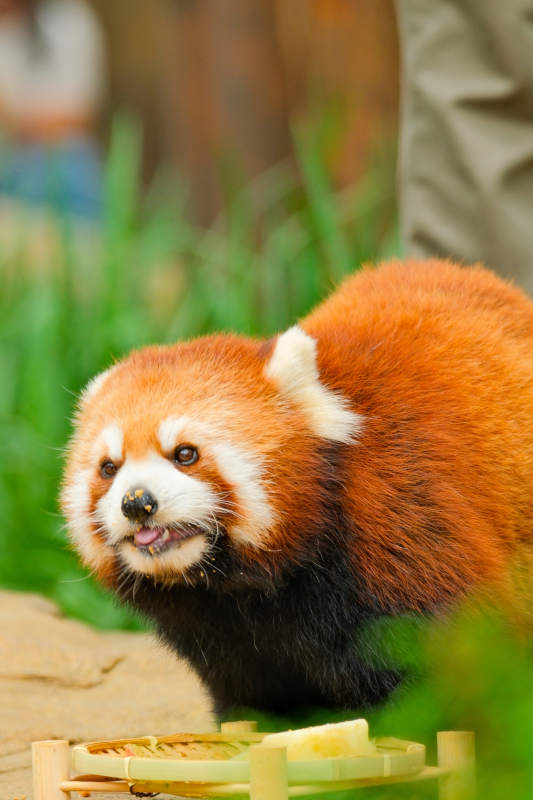 红熊猫啃食竹子图片