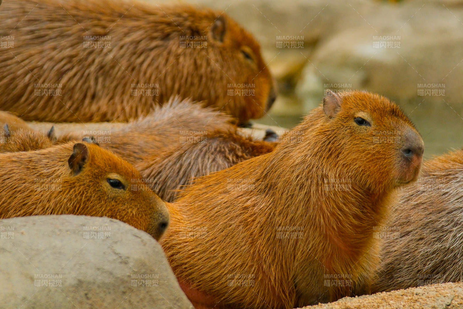 水豚群休憩图图片
