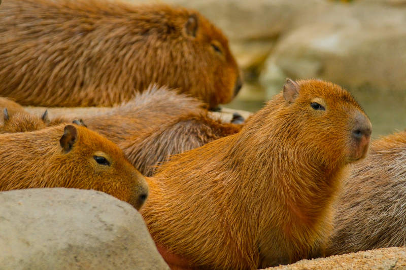 水豚群休憩图图片