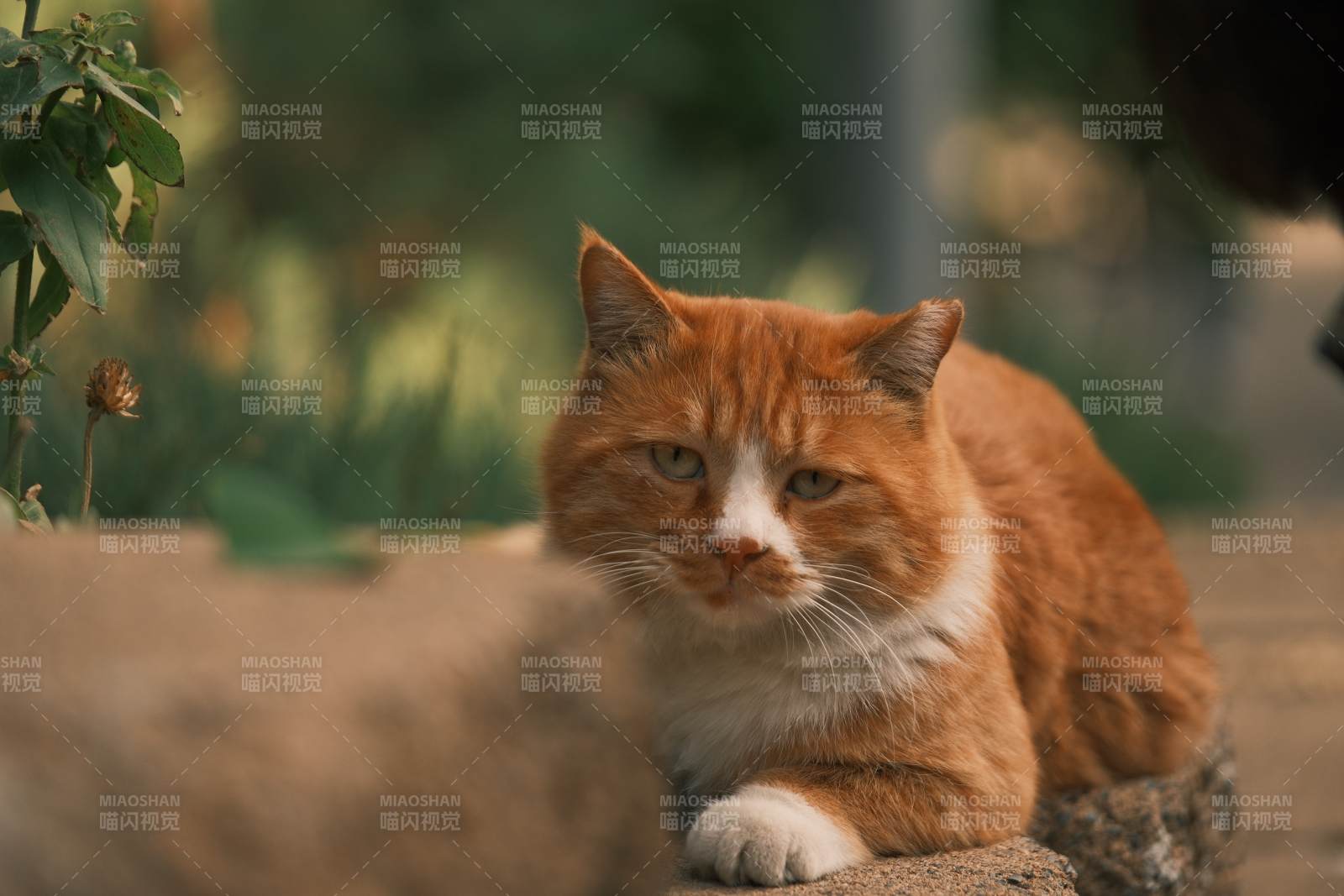 橙猫静卧石上图片